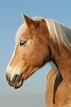 Haflinger Portrait / haflinger horse portrait