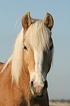 Haflinger Portrait / haflinger horse portrait