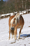 Haflinger / haflinger horse