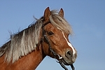 Welsh Pony