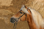 Haflinger Portrait / haflinger horse portrait