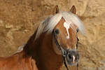 Haflinger Portrait / haflinger horse portrait