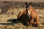 Deutsches Reitpony / pony