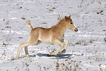 galoppierendes Haflinger Fohlen / galloping haflinger horse foal