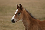 Deutsches Reitpony / pony