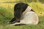 Shetland Pony