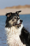 Border Collie Portrait