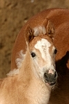 Haflinger Fohlen / haflinger horse foal