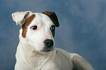 Parson Russell Terrier