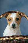 Parson Russell Terrier