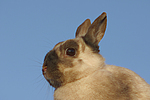 Zwergkaninchen / dwarf rabbit