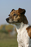 Jack Russell Terrier