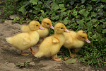 junge Warzenenten / young muscovy ducks