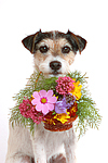 Parson Russell Terrier