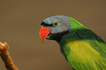 Chinasittich / Derbyan parakeet