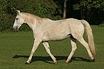 Sachsen Anhaltiner Warmblut / horse