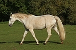 Sachsen Anhaltiner Warmblut / horse