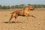 Rhodesian Ridgeback