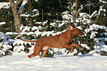 rennender Rhodesian Ridgeback / running Rhodesian Ridgeback