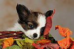 Papillon Welpe / papillon puppy