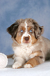 Miniature Australian Shepherd Welpe / miniature australian shepherd puppy