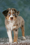 Miniature Australian Shepherd Welpe / miniature australian shepherd puppy