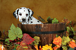 Dalmatiner Welpe / dalmatian puppy