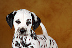 Dalmatiner Welpe / dalmatian puppy