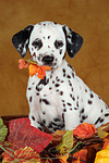 Dalmatiner Welpe / dalmatian puppy