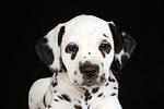 Dalmatiner Welpe / dalmatian puppy