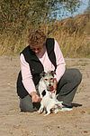 Parson Russell Terrier