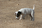 Parson Russell Terrier Welpe / parson russell terrier puppy