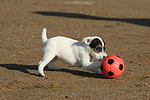 Parson Russell Terrier Welpe / parson russell terrier puppy