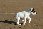 Parson Russell Terrier Welpe / parson russell terrier puppy