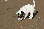 Parson Russell Terrier Welpe / parson russell terrier puppy