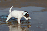 Parson Russell Terrier Welpe / parson russell terrier puppy