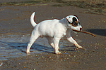 Parson Russell Terrier Welpe / parson russell terrier puppy