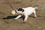 Parson Russell Terrier Welpe / parson russell terrier puppy