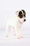 Parson Russell Terrier Welpe / parson russell terrier puppy