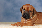 Rhodesian Ridgeback Welpe / rhodesian ridgeback puppy