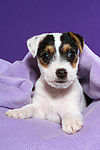 Parson Russell Terrier Welpe / parson russell terrier puppy