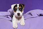 Parson Russell Terrier Welpe / parson russell terrier puppy