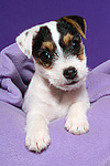 Parson Russell Terrier Welpe / parson russell terrier puppy