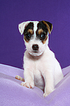 Parson Russell Terrier Welpe / parson russell terrier puppy