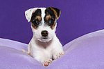 Parson Russell Terrier Welpe / parson russell terrier puppy