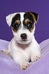 Parson Russell Terrier Welpe / parson russell terrier puppy