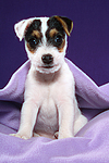 Parson Russell Terrier Welpe / parson russell terrier puppy