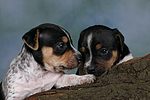 Jack Russell Terrier Welpen / jack russell terrier puppies