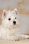 liegender West Highland White Terrier Welpe / lying West Highland White Terrier Puppy