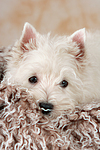 West Highland White Terrier Welpe / West Highland White Terrier Puppy